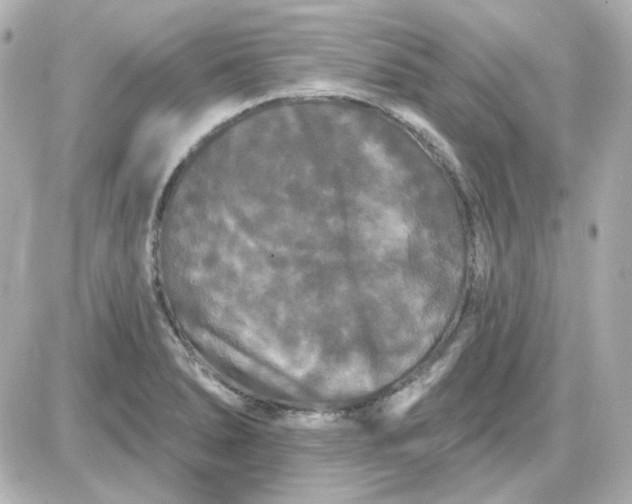 X0000087531278200705112022