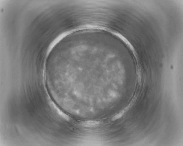 X0000087531294200705112022