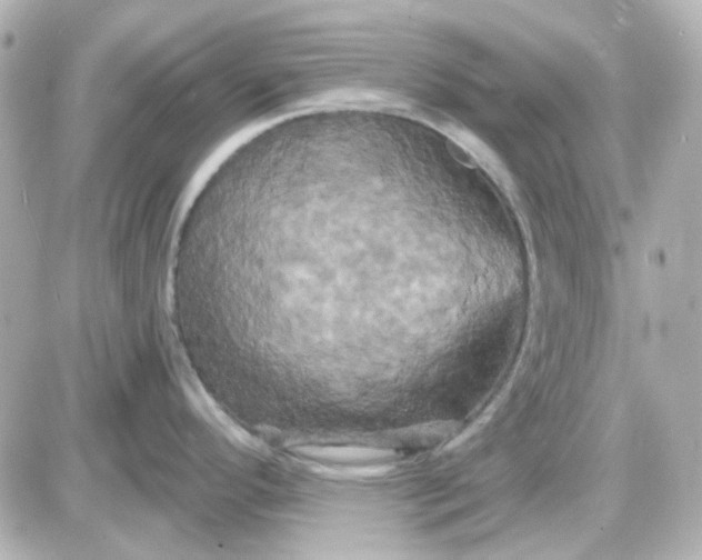 X0000087531296200705112022