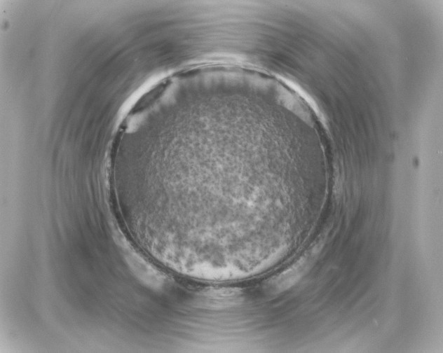 X0000087531325200705112021