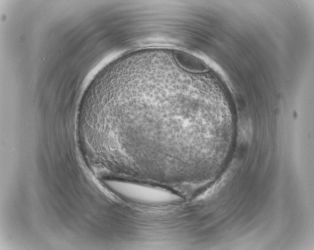 X0000087531333200705112022