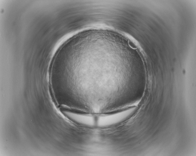 X0000087531335200705112022