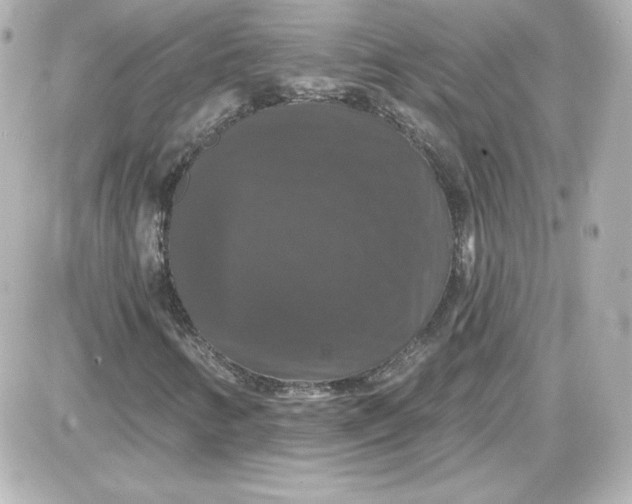 X0000087531346200705112021