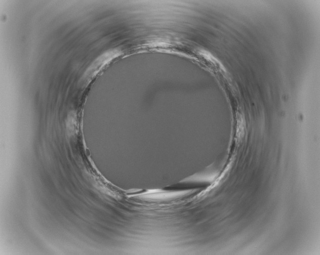 X0000087531353200705112021