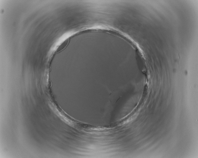 X0000087531367200705112021