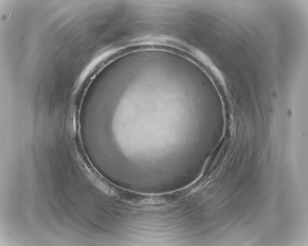 X0000087531368200705112021