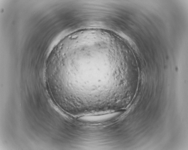 X0000087531374200705112020