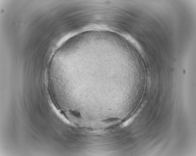 X0000087531382200705112020