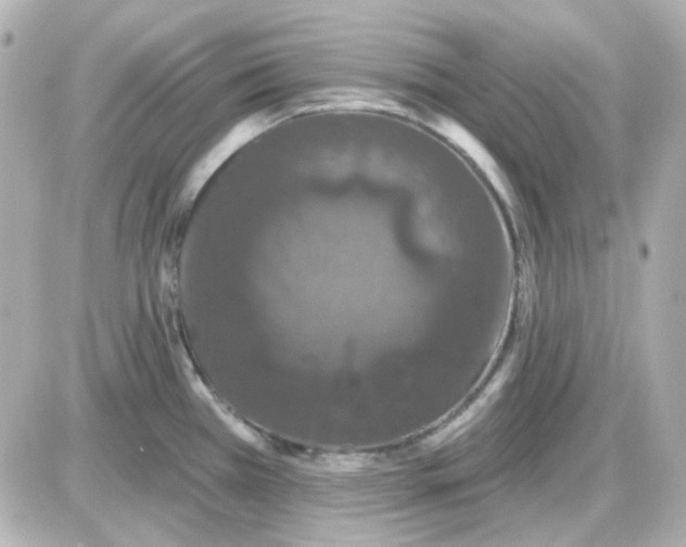 X0000087531385200705112020