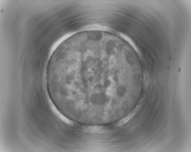 X0000087531387200705112020