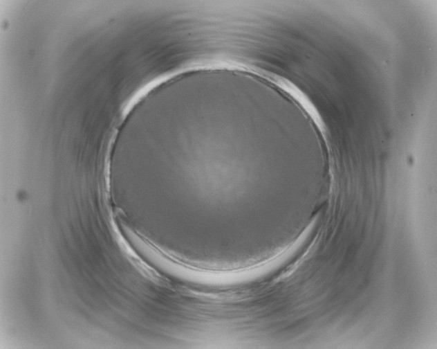 X0000087531388200705112020