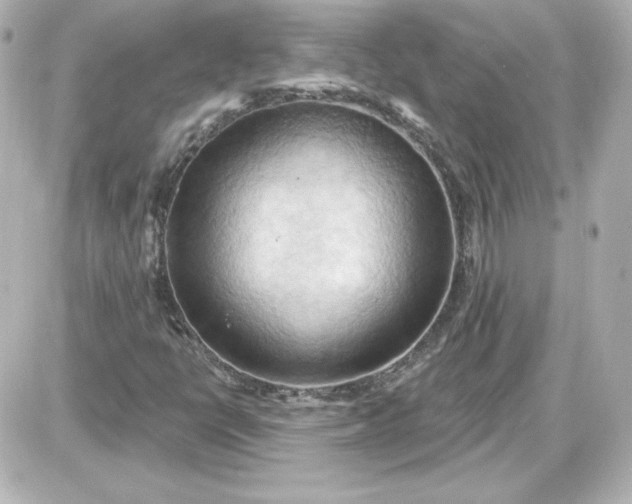 X0000087531398200705112019