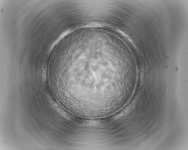 X0000087531409200705112020