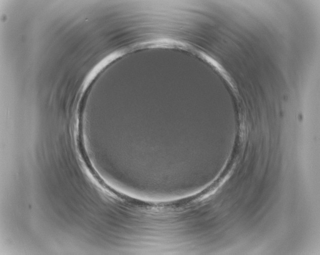 X0000087531418200705112020