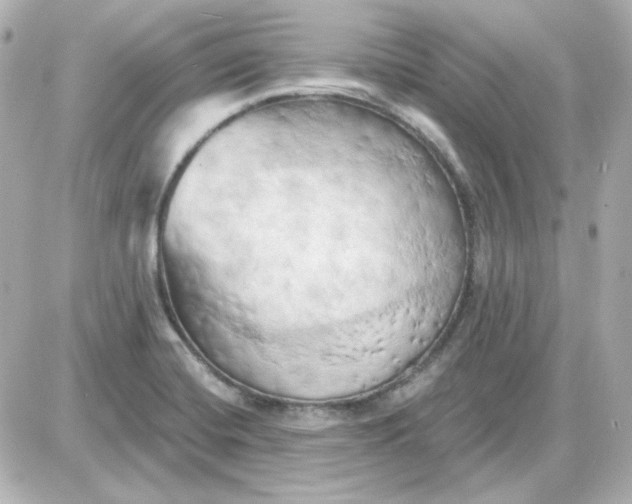 X0000087531420200705112020