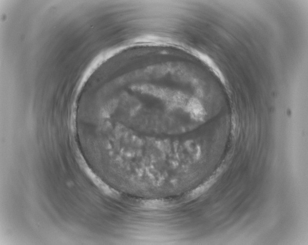 X0000087531421200705112020