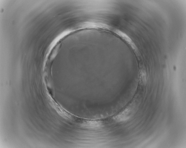 X0000087531427200705112020