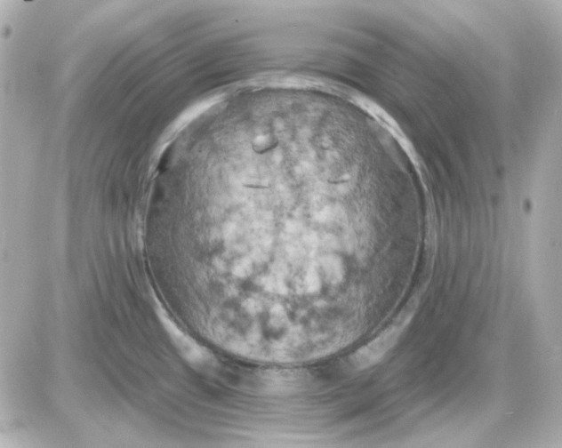 X0000087531433200705112020