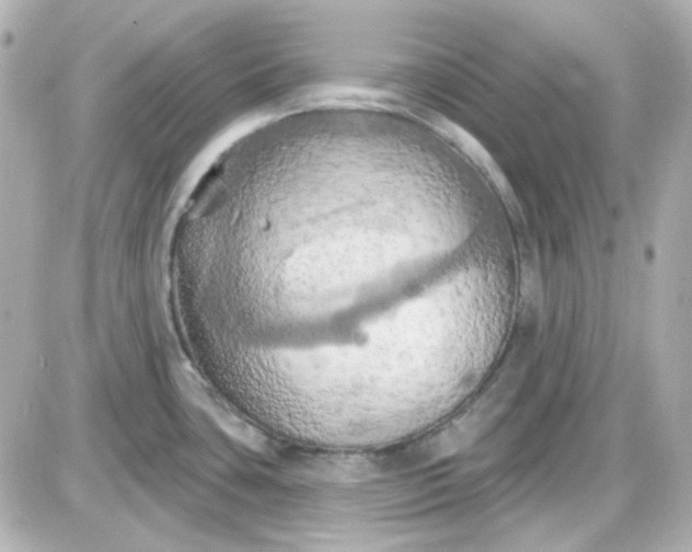 X0000087531435200705112020