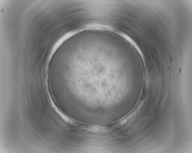 X0000087531437200705112020