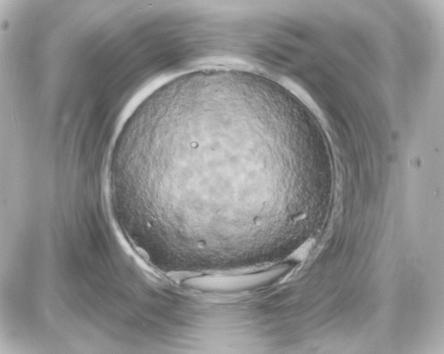 X0000087531440200705112020