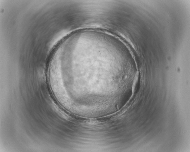 X0000087531452200705112019