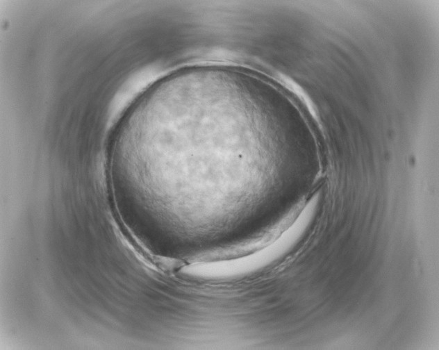 X0000087531464200705112019