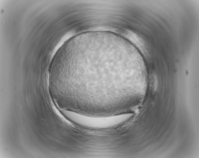 X0000087531476200705112019