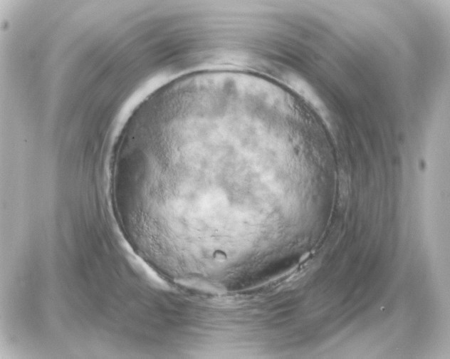 X0000087531480200705112019