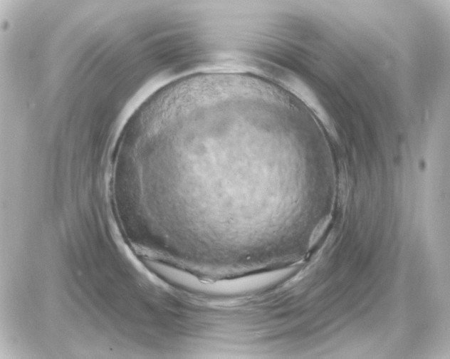 X0000087531484200705112019