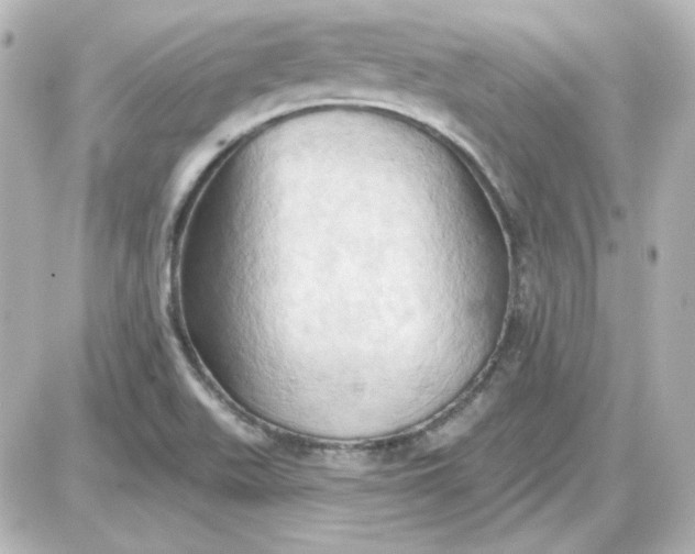 X0000087531511200705112018