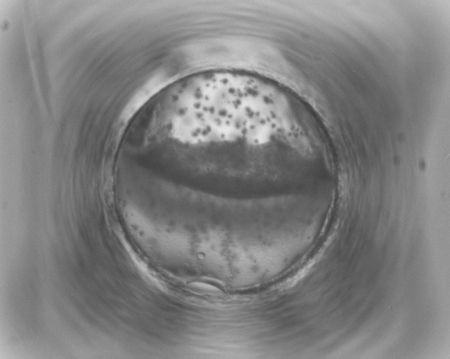 X0000087531521200705112018