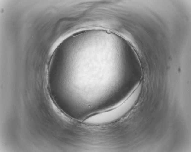 X0000087531524200705112018