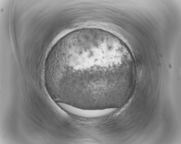 X0000087531525200705112018