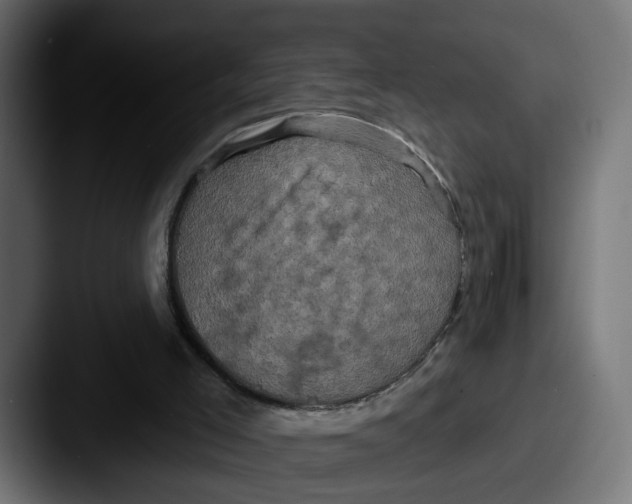X0000087530005200705181039