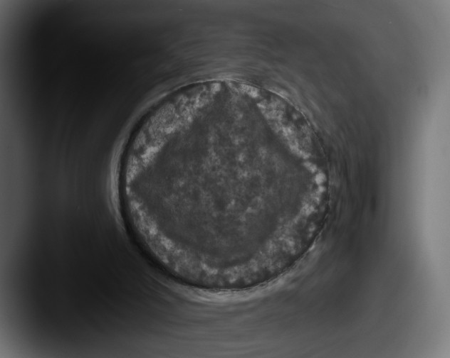 X0000087530006200705181039