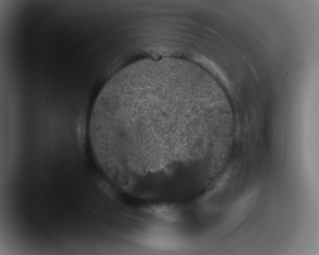 X0000087530065200705181038