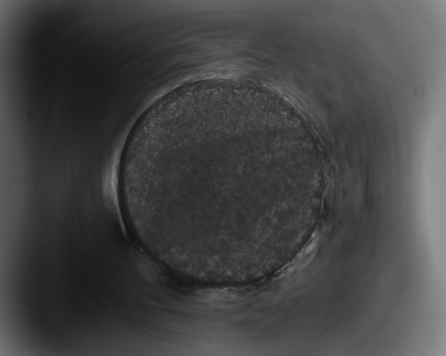 X0000087530100200705181038