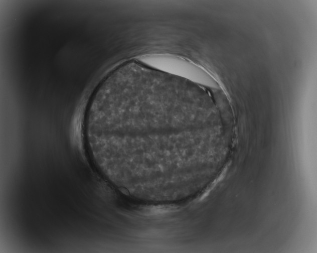 X0000087530103200705181038