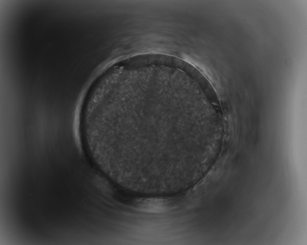 X0000087530104200705181038