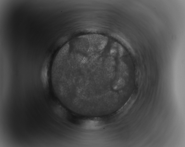 X0000087530116200705181037