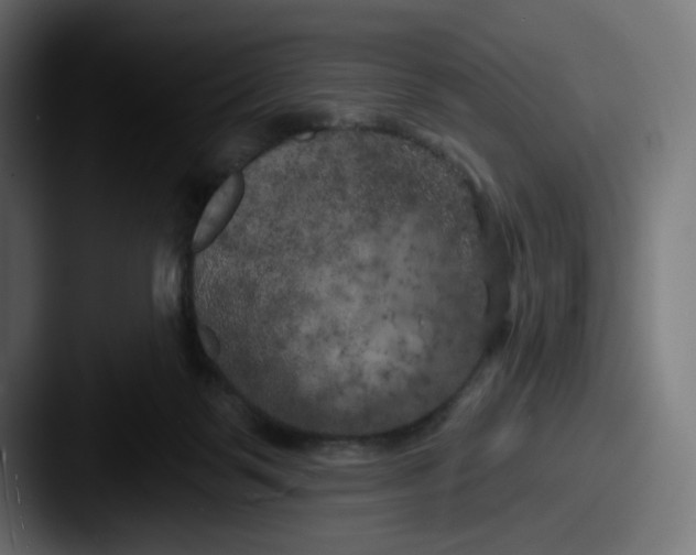 X0000087530123200705181037