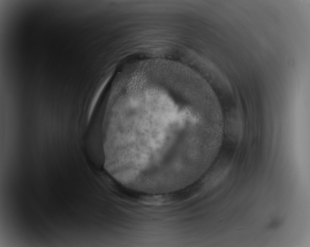 X0000087530131200705181037