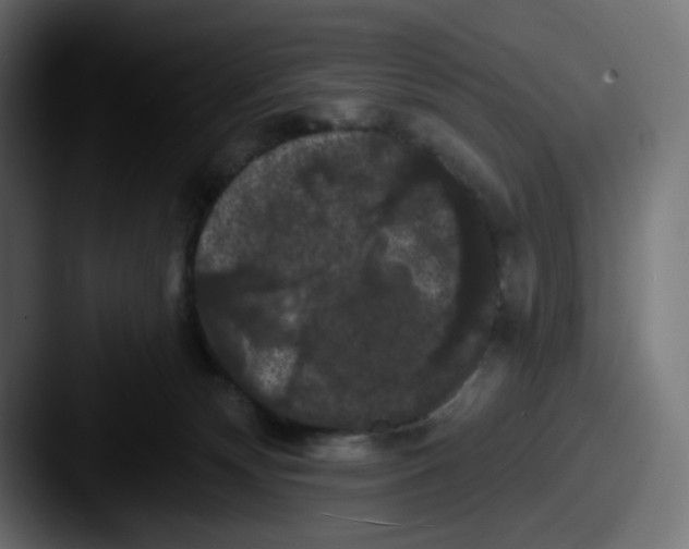 X0000087530132200705181037