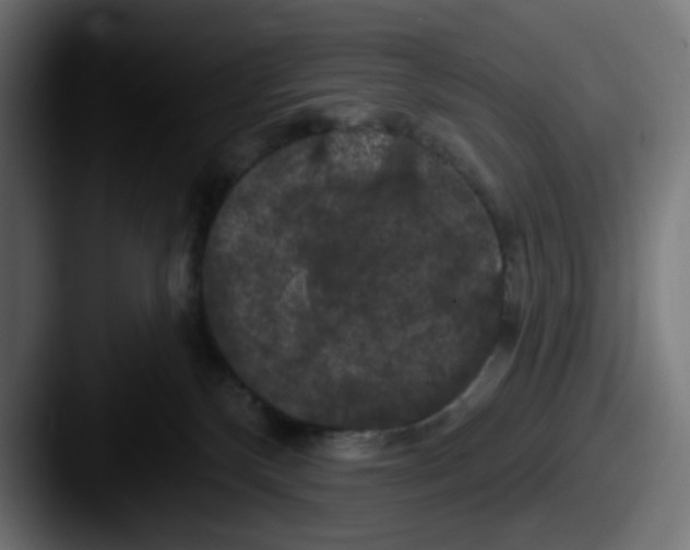 X0000087530136200705181037