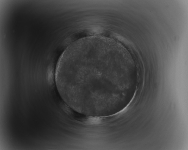 X0000087530144200705181037