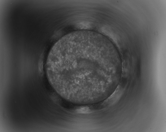 X0000087530162200705181037