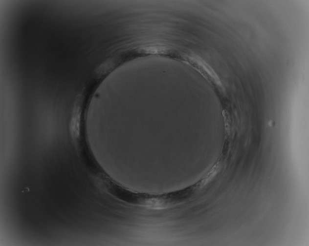 X0000087530163200705181037