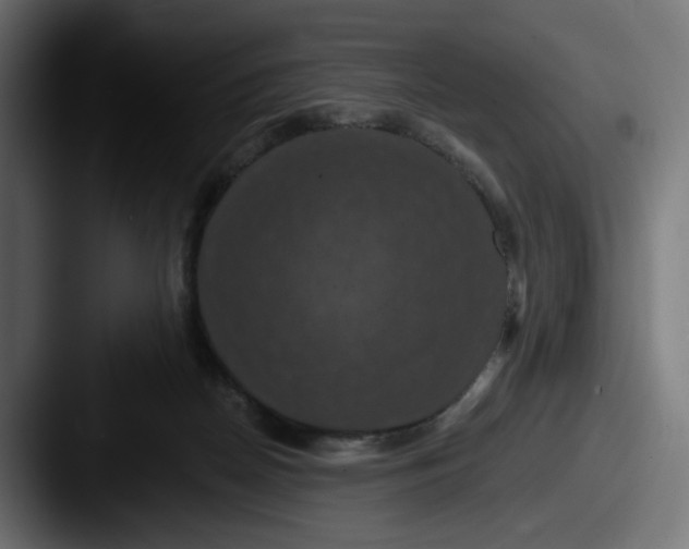 X0000087530170200705181037