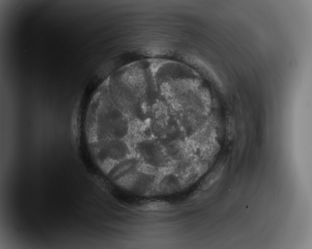 X0000087530210200705181036